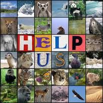 Animals in danger